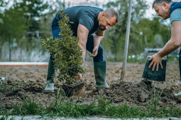 Trusted Duncan, SC Tree Service Experts